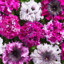 Petunia hybrida grandiflora superbissima nana