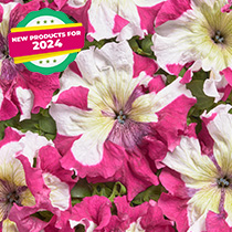 Petunia hybrida grandiflora superbissima nana