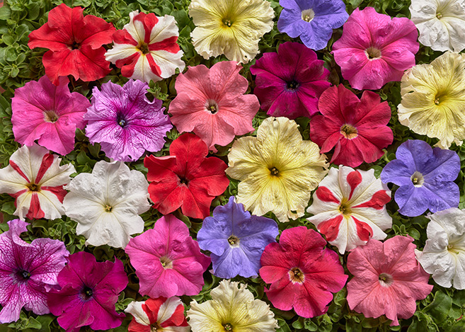 Petunia Hybrida Grandiflora