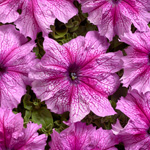 Petunia hybrida grandiflora nana