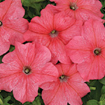 Petunia hybrida grandiflora nana