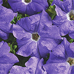 Petunia hybrida grandiflora nana