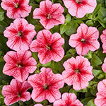 Petunia hybrida miniflora