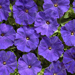 Petunia hybrida miniflora