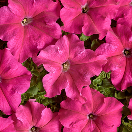 Petunia hybrida grandiflora nana