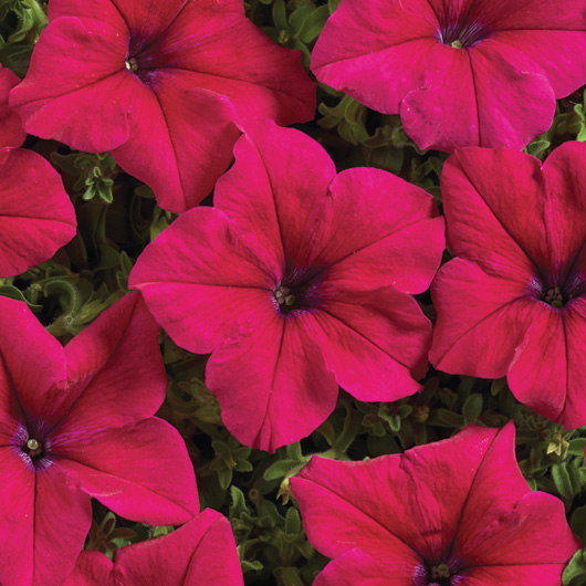 Petunia hybrida grandiflora nana