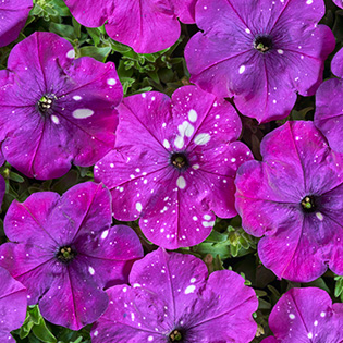 Petunia hybrida multiflora nana Dot Star