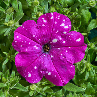 Petunia hybrida multiflora nana Dot Star