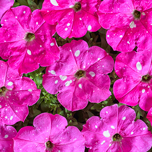 Petunia hybrida multiflora nana Dot Star