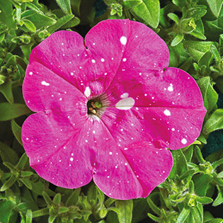 Petunia hybrida multiflora nana Dot Star