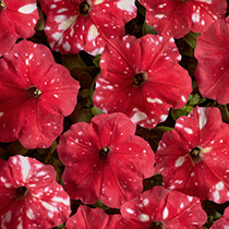 Petunia hybrida multiflora nana Dot Star