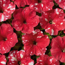 Petunia hybrida multiflora nana Dot Star