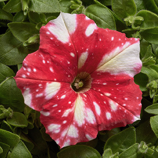 Petunia hybrida multiflora nana Dot Star