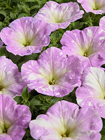 Petunia Dot Star F1 Lilac