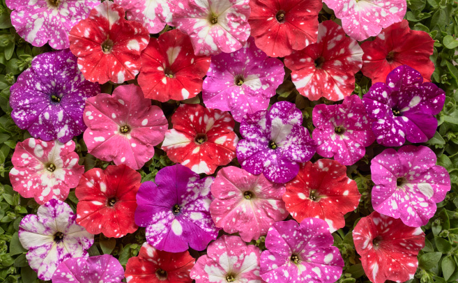 Petunia hybrida multiflora nana Dot Star