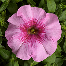 Petunia Eyelash