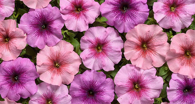 Petunia Eyelash