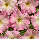 Petunia hybrida multiflora nana