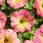 Petunia hybrida multiflora nana