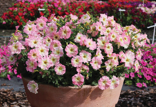 Petunia multiflora