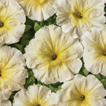 Petunia hybrida multiflora nana