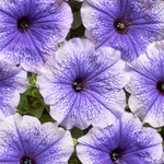 Petunia hybrida multiflora nana