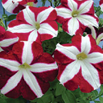 Petunia hybrida multiflora nana