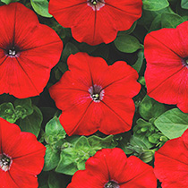 Petunia hybrida pendula grandiflora