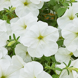 Petunia hybrida pendula grandiflora