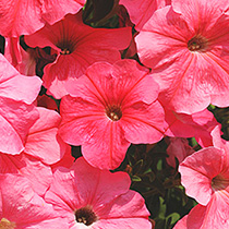 Petunia hybrida pendula grandiflora