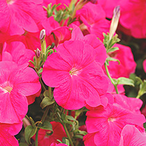 Petunia hybrida pendula grandiflora