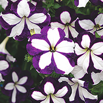 Petunia hybrida pendula grandiflora