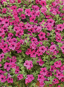 Petunia hybrida