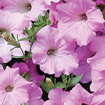 Petunia hybrida