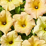 Petunia hybrida