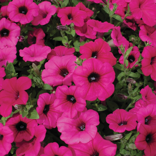 Petunia hybrida