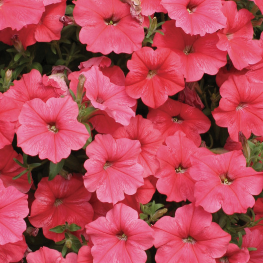 Petunia hybrida