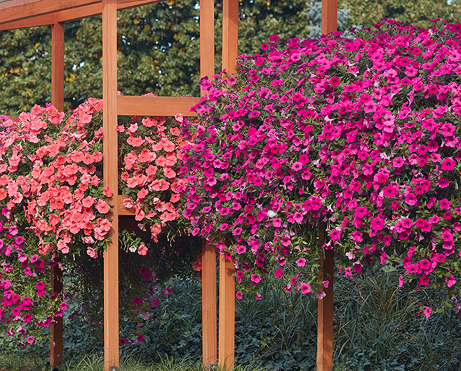 Petunia Hybrida