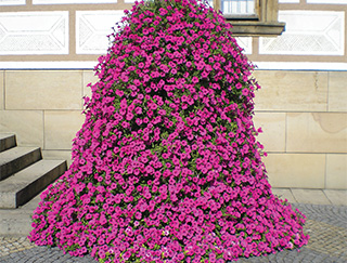 Petunia hybrida