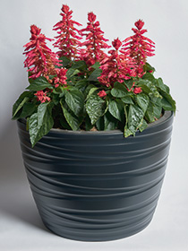 Salvia Splendens Hotbloom