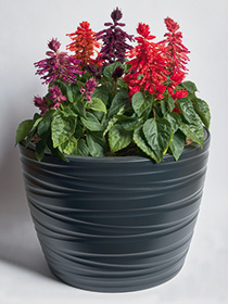 Salvia Splendens Hotbloom