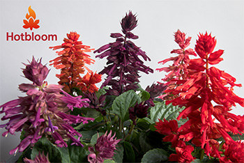 Salvia Splendens